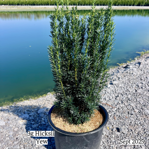 September 2025 3g Hicksii Yew Single Website